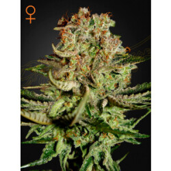 GHSC Super Bud Fem. 3St