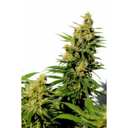 Kannabia BCN Diesel CBD Fem. 3St.