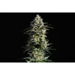 Kannabia Pure Skunk Go Fast Fem. 3St.