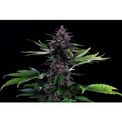 Kannabia Swiss Dream Rose Auto CBD Fem. 3St.