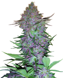 Purple Skunk Automatic Hanfsamen, 3 Samen