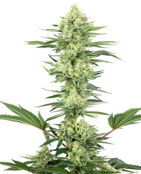 White Gorilla Haze Feminisierte Hanfsamen von White Label, 3 Samen