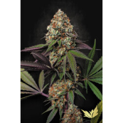 Paradise Seeds Caramba Fem 3St.