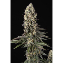 Paradise Seeds El Dorado OG Fem 3St.