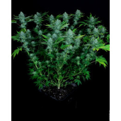 Paradise Seeds Nebula Fem 3St.