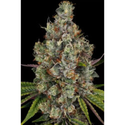 Paradise Seeds Rainbow Road Fem 3St.