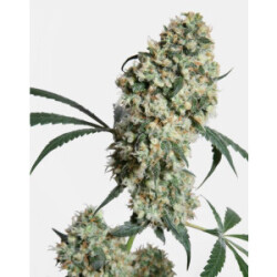 Sensi Seeds Ed Rosenthal Super Bud 10St.