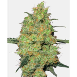 Sensi Seeds Master Kush Fem. 3St.