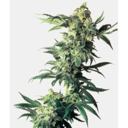 Sensi Seeds Northern Lights Fem. 3St.