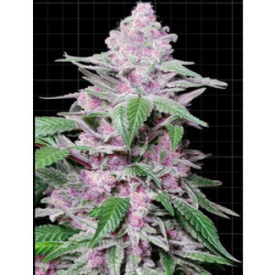 Sensi Seeds Purple Cookie Kush Fem. 3St.