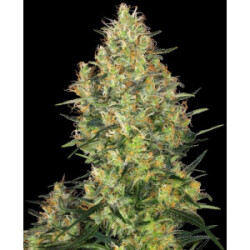 Sensi Seeds Shiva Skunk Fem. 3St.