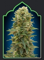 Auto Afghan Mass - 00 Seeds