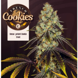 T.H. Seeds French Cookies Fem 6St.