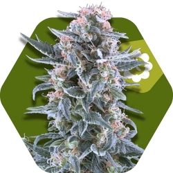 Blueberry Auto - Zambeza Seeds