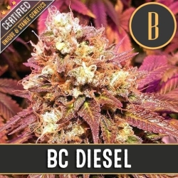 BC Diesel - BlimBurn Seeds