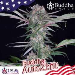 Buddha Auto Zkitt - Buddha Seeds