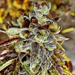 Black Cherry Cake - Holy Smoke Seeds