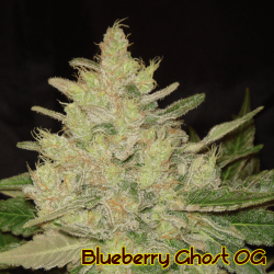 Blueberry Ghost OG - Original Sensible seeds