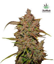 Crystal Meth Auto - FastBuds Seeds