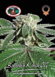 Buddha Kush O.G. - Big Buddha Seeds