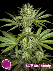 CBD Rich Candy - Philosopher Seeds