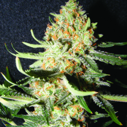 Exotic Kush - The Kush Brothers