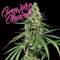 Critical + - Growers Choice