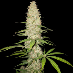 Gorilla Auto - Spliff Seeds