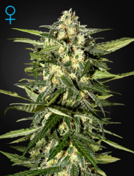 Jack Herer Auto - GreenHouse Seeds