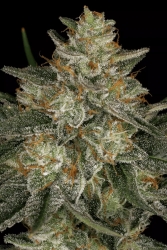 Dutch Kush - Paradise Seeds