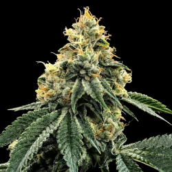 Kosher Dawg - DNA Genetics