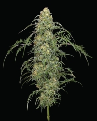 Freakshow - Humboldt Seeds Company