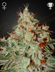 Lemon Skunk - GreenHouse Seeds