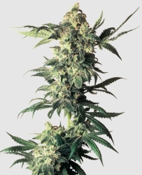 Northern Lights regulär - Sensi Seeds