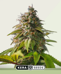 OG Kush Autoflower - Kera Seeds