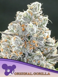 Original Gorilla #4 - Anesia Seeds