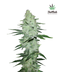 Six Shooter Auto - FastBuds Seeds