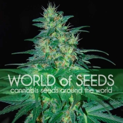 South African Kwazulu - World of Seeds