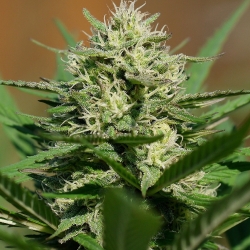 Lemon Cream Kush Automatic - Spliff Seeds