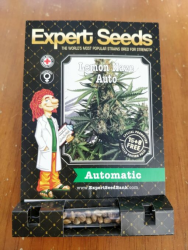 Lemon Haze Auto - Expert Seeds