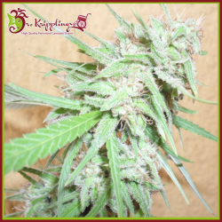 Spinning Buzz Kick Auto - Dr Krippling Seeds