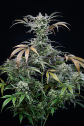 Strawberry Gorilla Auto - FastBuds Seeds