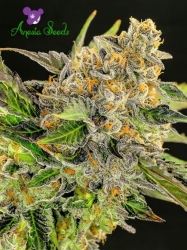 Strawberry Kush - Anesia Seeds