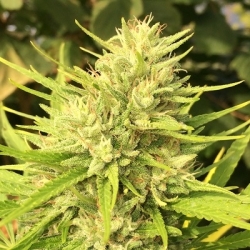 Malawi X Panama Reg. - ACE Seeds