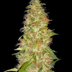 Moon Walker Kush - Spliff Seeds