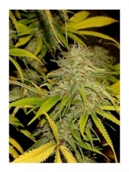 Mr. California Pearl reg. - Mr. Hide Seeds