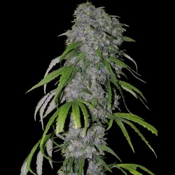 Neville’s Haze Auto - Spliff Seeds