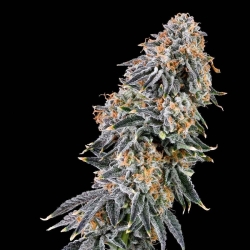 Rainbow Fuel - Grounded Genetics