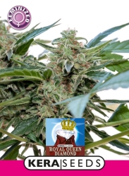 Royal Queen Diamond - Kera Seeds