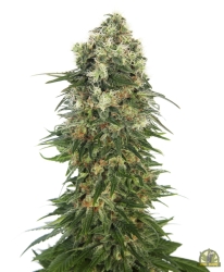 Shiva Skunk Automatic - Sensi Seeds